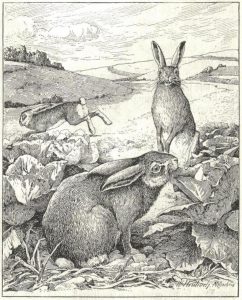 Rabbits can demolish a veggie patch fast! These are actually hares, by the German illustrator, Walter Heubach (1865–1923) 