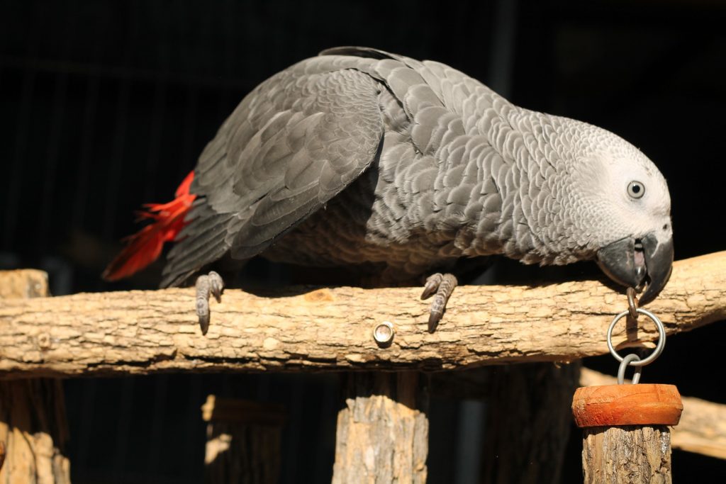 African grey parrot living in captivity