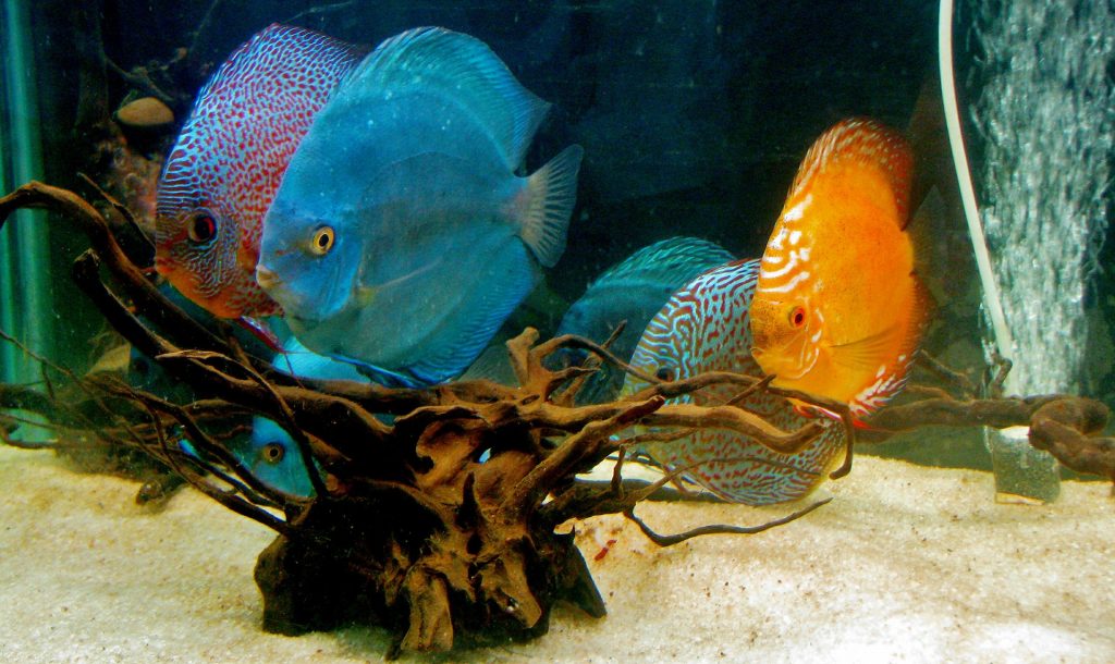 tropical fish in an indoor aquarium