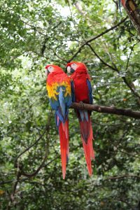 wild macaws