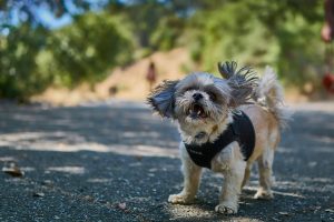 Dogs communicate with humans