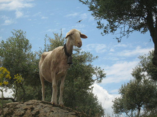 Kirsty, leader of the Manchego flock of sheep in Spain