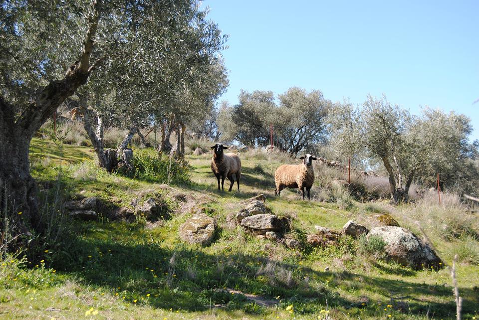 Sheep among olive trees in Spain