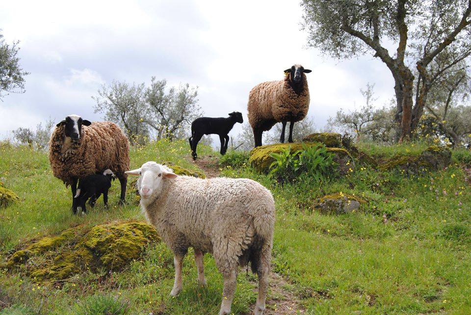 Family of sheep with lambs in Spain