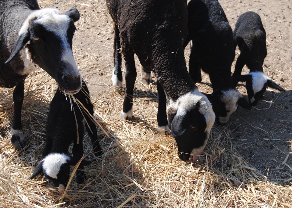 Family of sheep grazing on straw in Spain